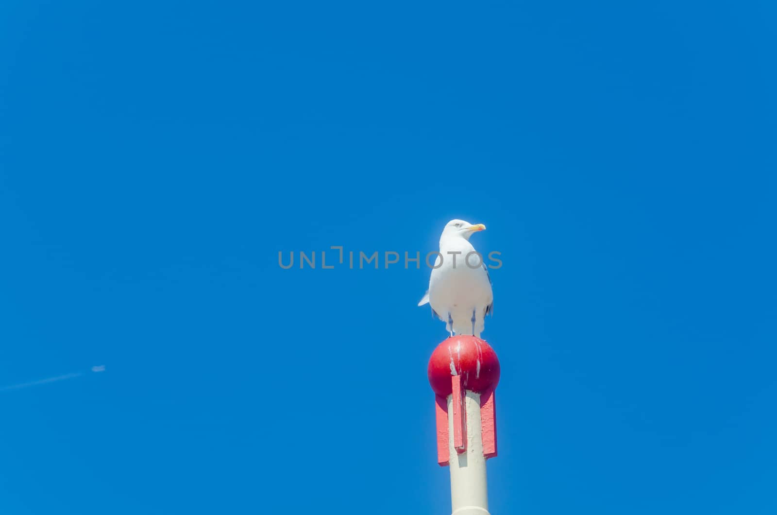 A large seagull sitting on a wooden pole in the background of the blue sky.