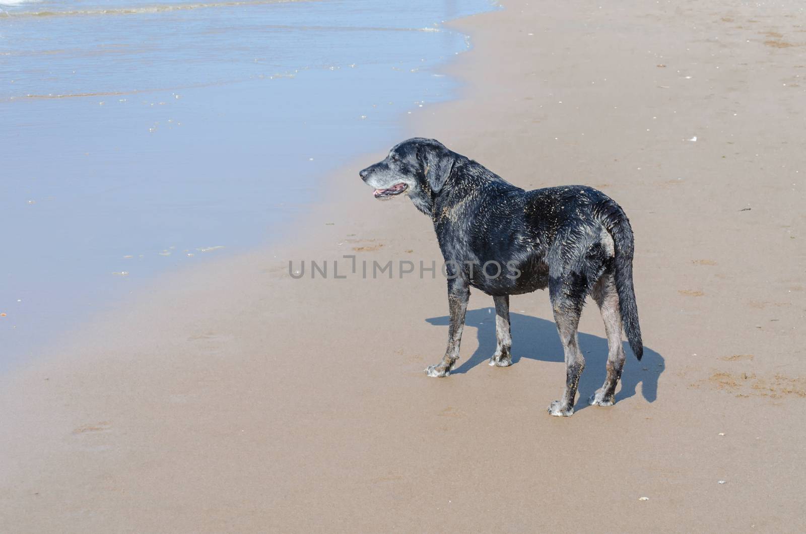 Black dog is on a beautiful beach standing. 
In the background the blue sea. 
The dog looks like hypnotized in the waves.