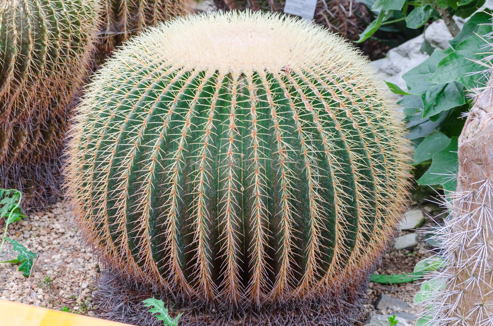 Cactus, ball, mother-in-law  by JFsPic