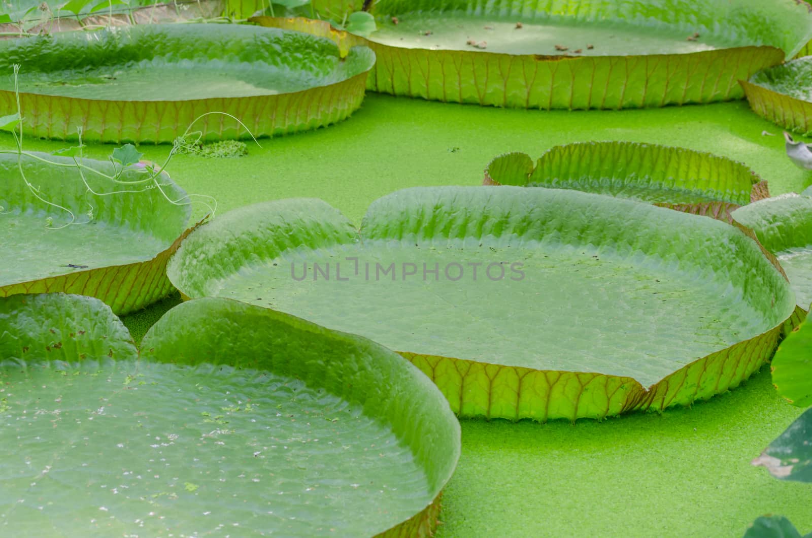 The large leaves of the Victoria waterlily or Amazon water lily called.