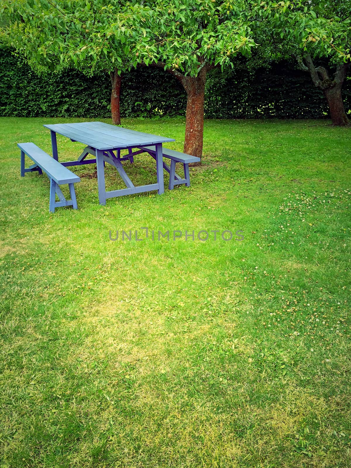 Wooden table in summer garden with green lawn and apple trees.