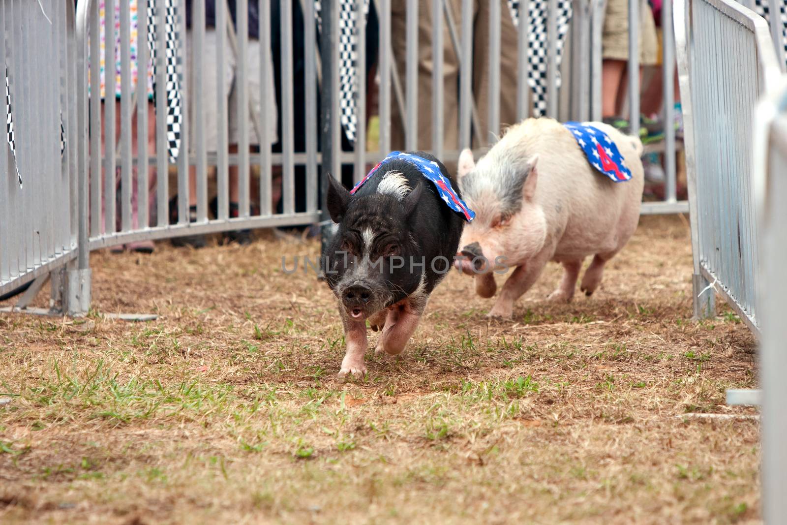 Pigs Race At Georgia State Fair by BluIz60