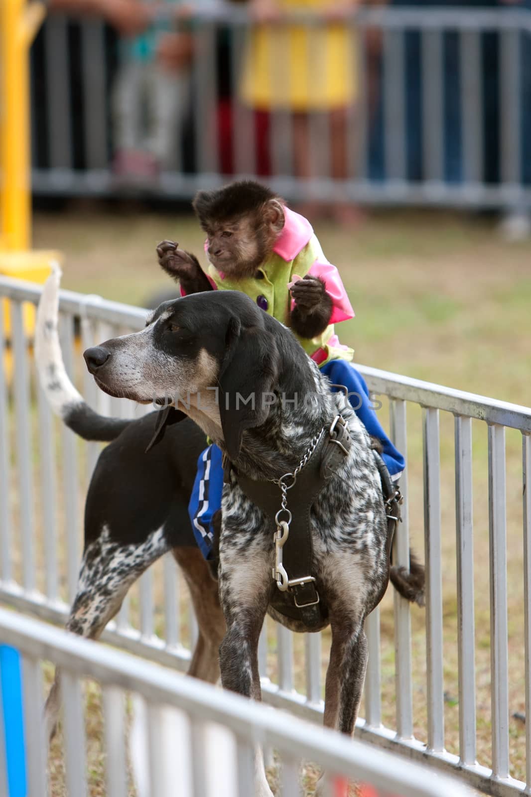Hampton, GA, USA - September 27, 2014:  A costumed organ grinder monkey rides a dog at the Georgia State Fair in Hampton.