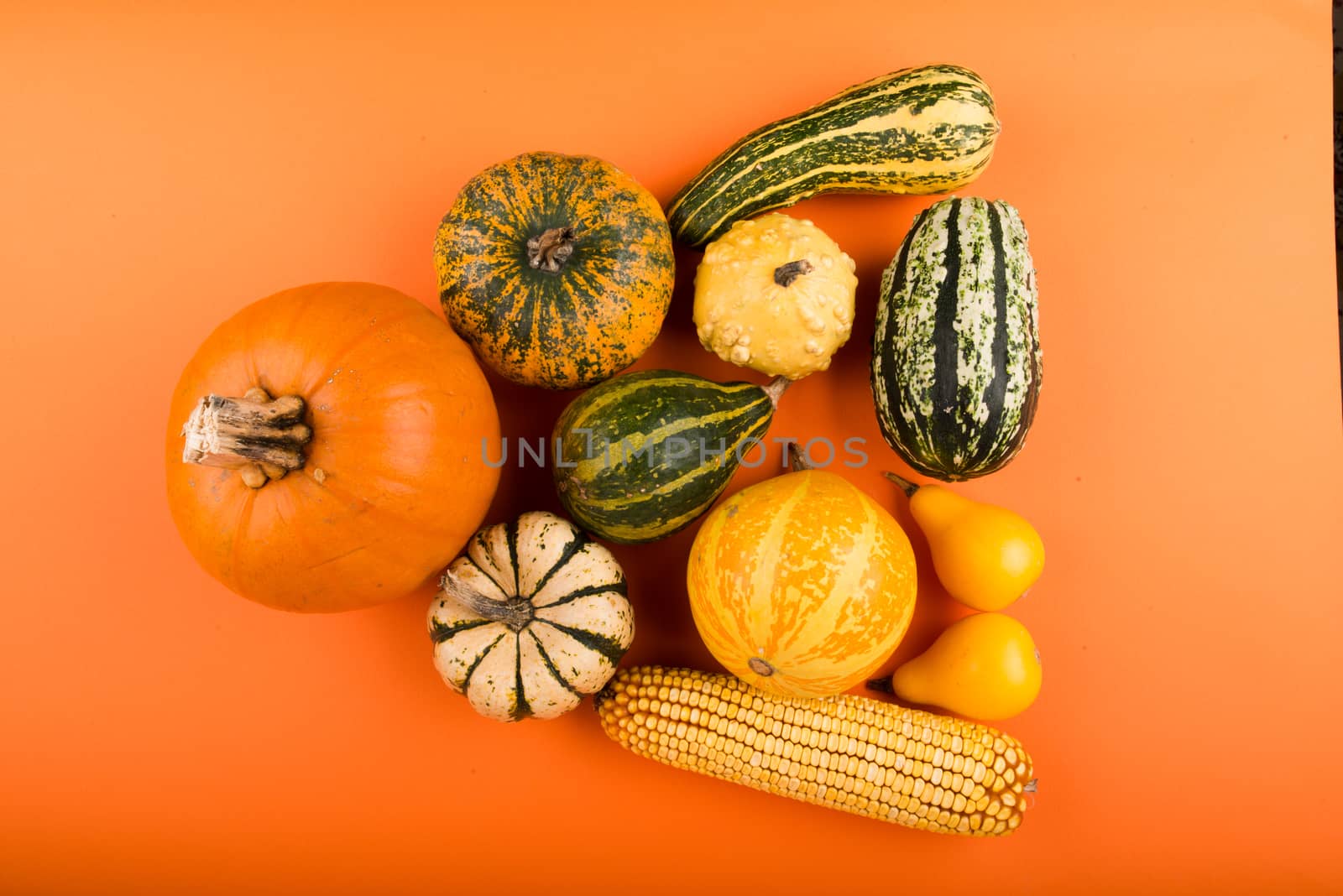 Fresh pumpkins isolated on orange background