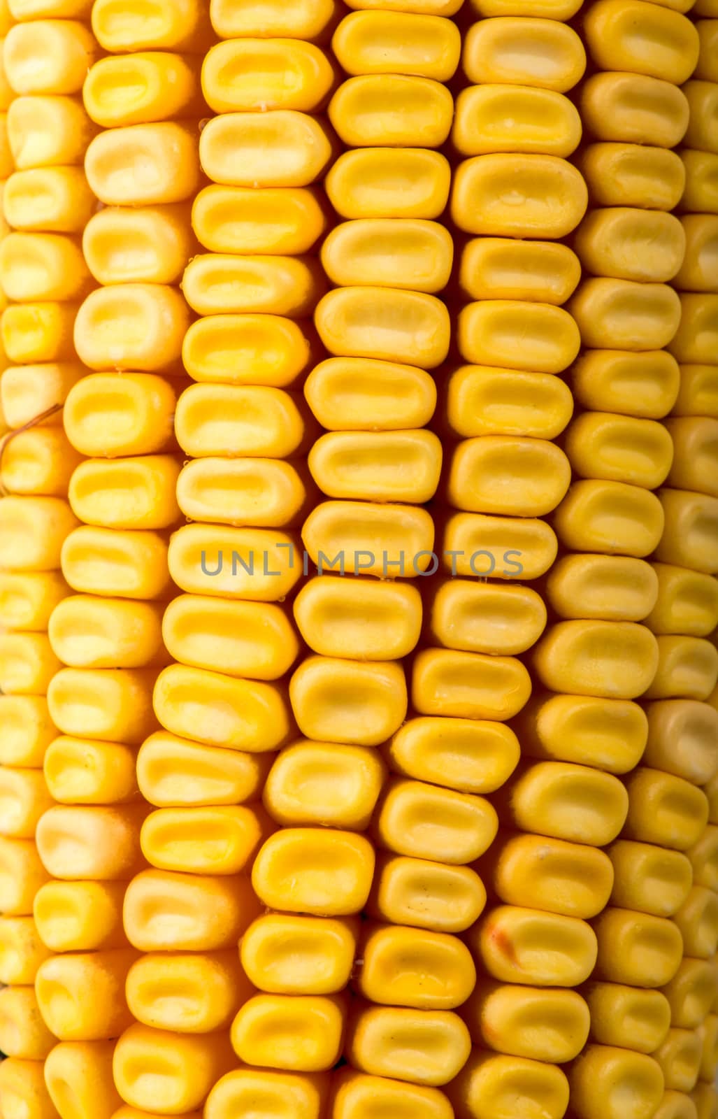 Sweet yellow corn cobs macro texture