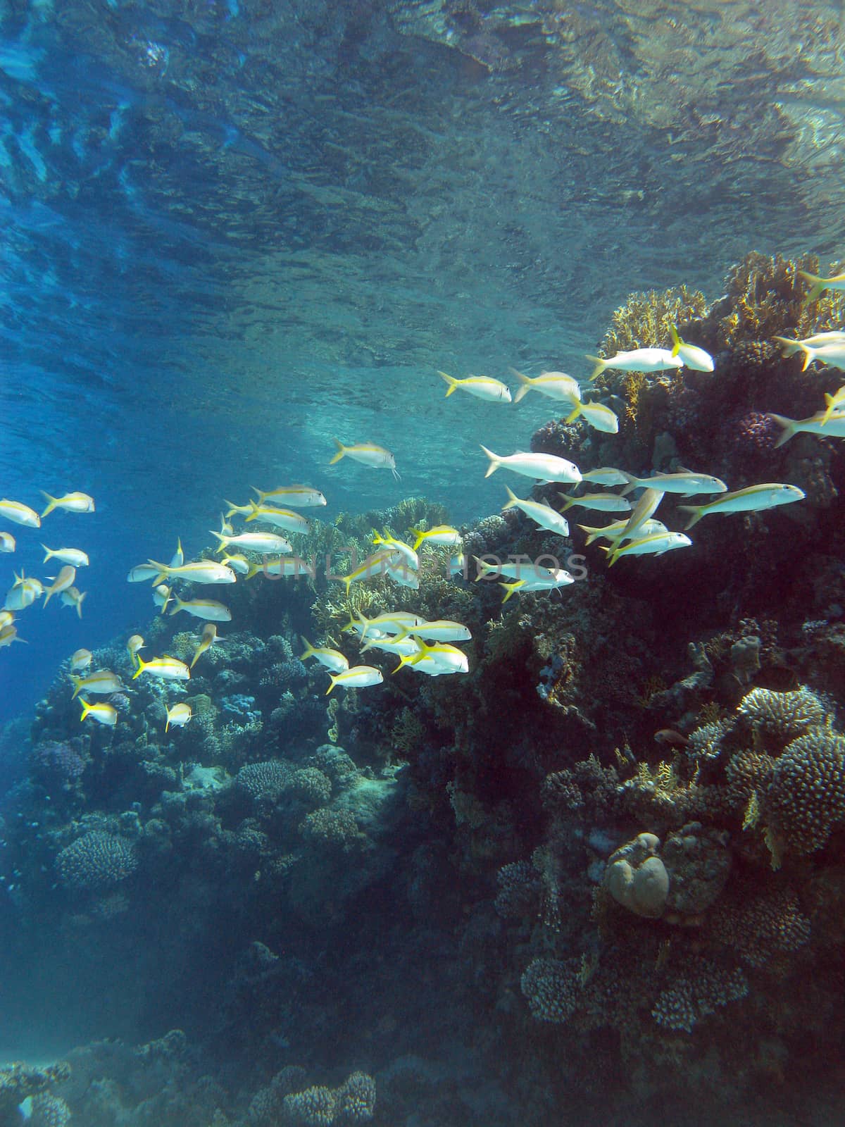 coral reef with shoal of goatfishes and hard corals at the bottom of tropical sea on blue water background