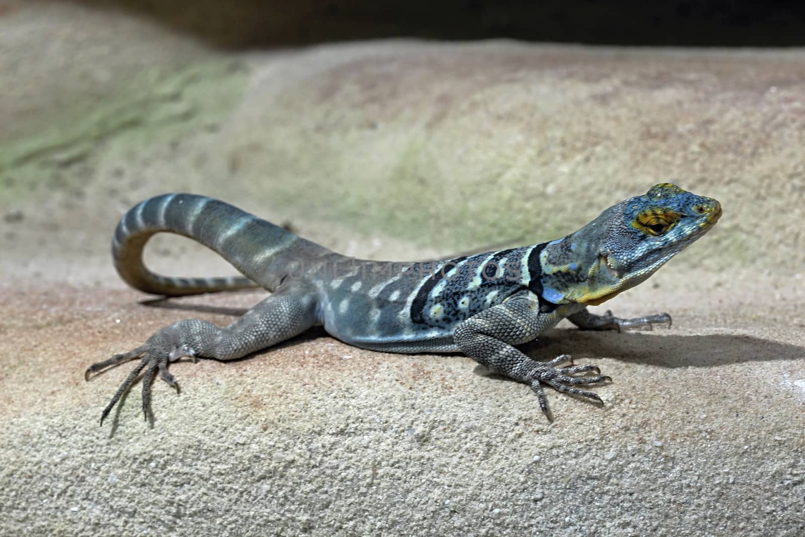 Green lizard in the garden by Dermot68