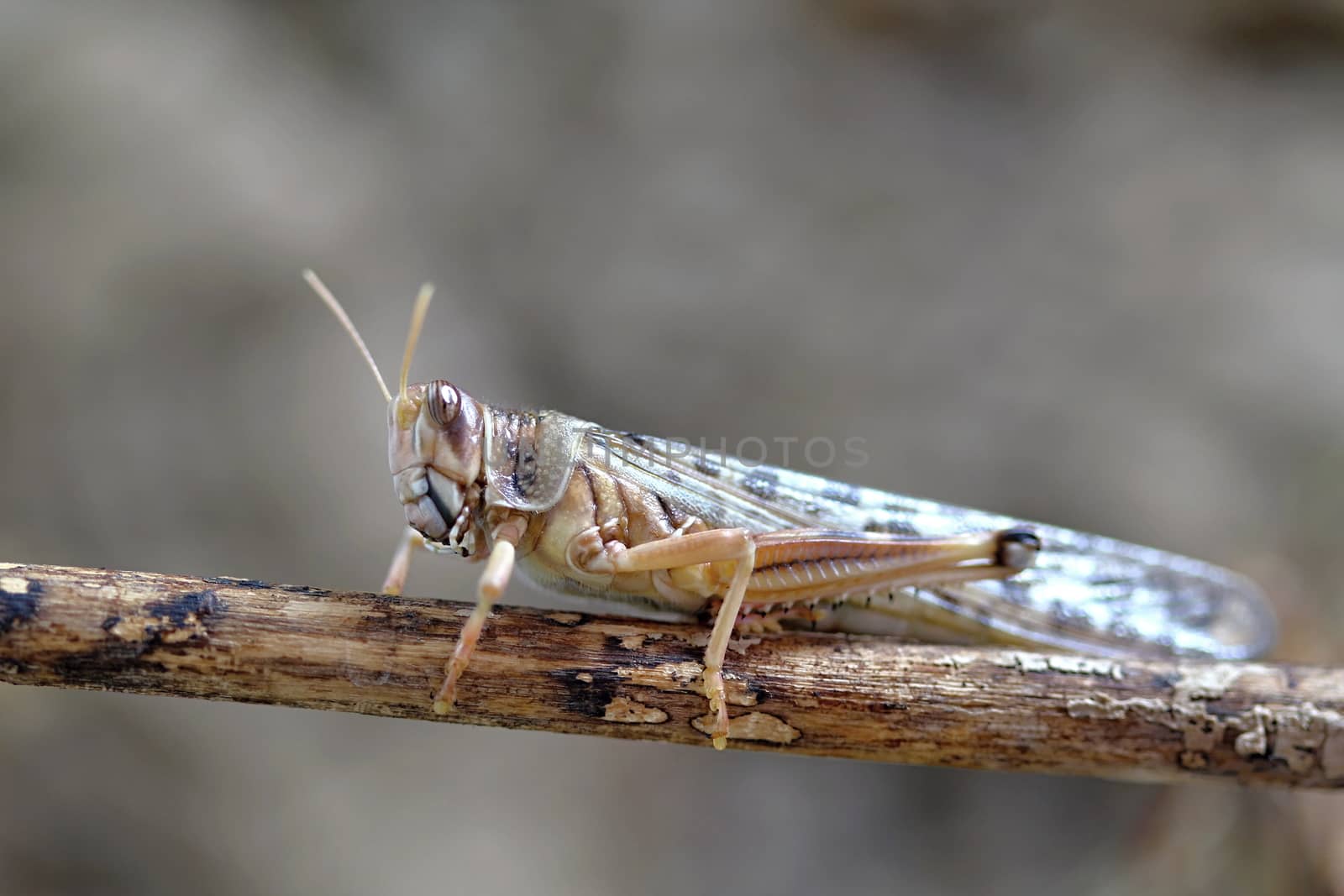 Photo shows grasshopper in the middle of grass.