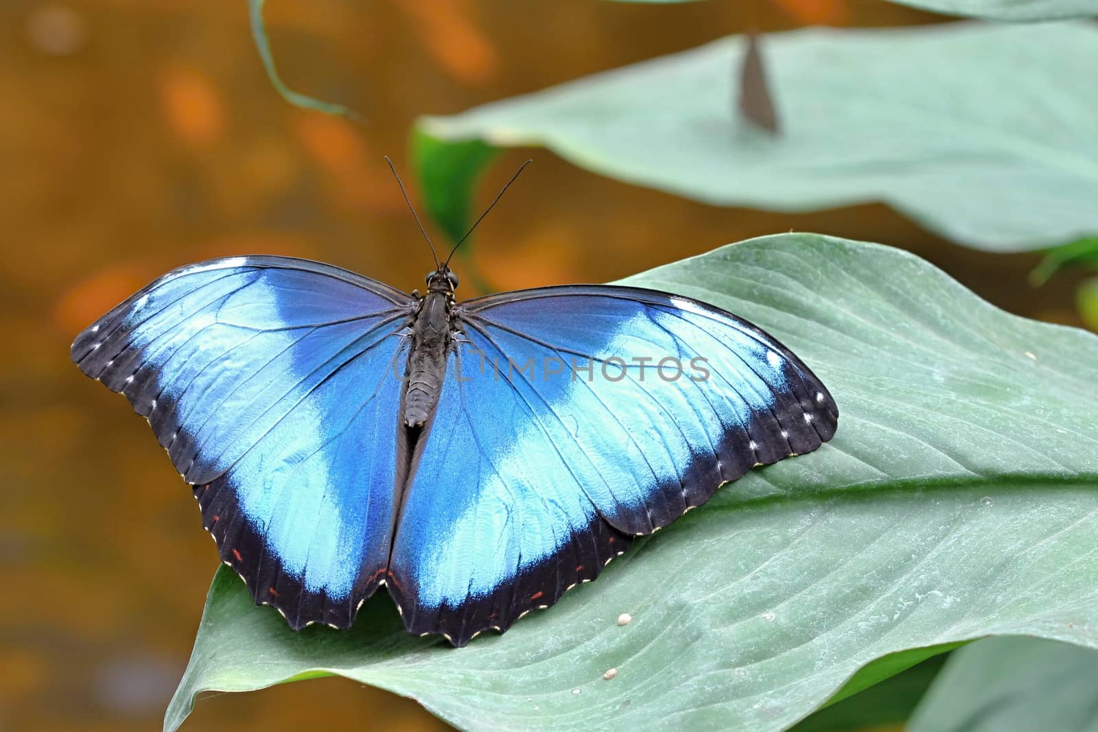 Photo shows details of colourful butterfly in the park.