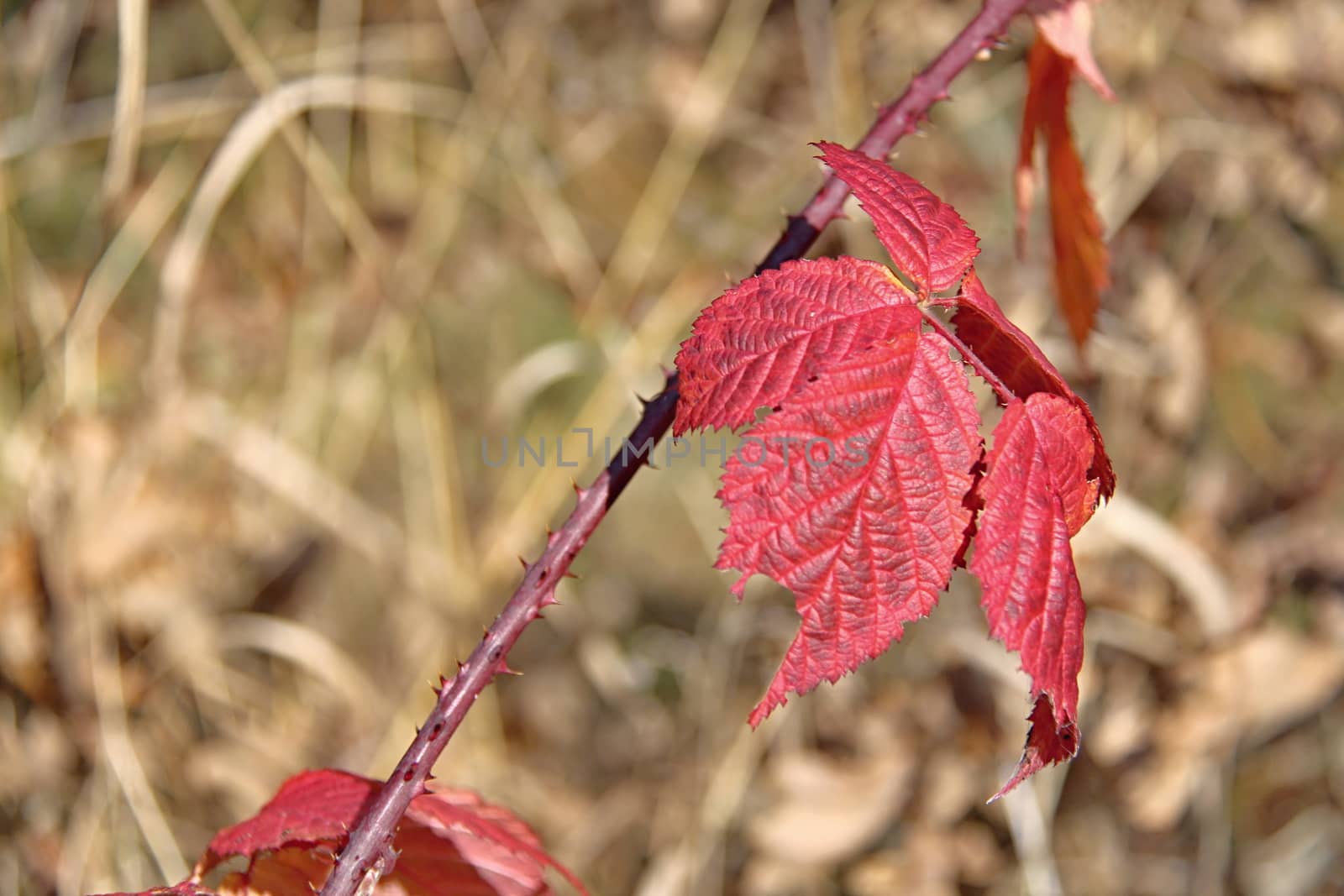 Autumn Colourful Leafs by Dermot68