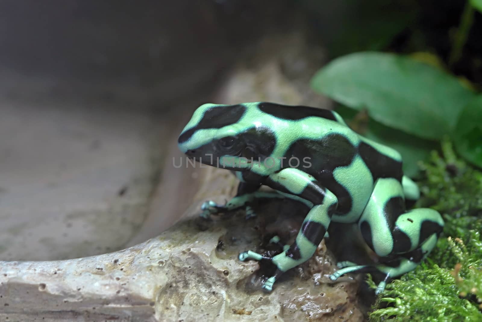 Photo shows a green frog in the middle of grass.