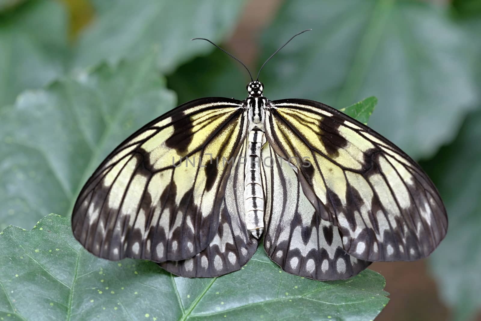 Photo shows details of colourful butterfly in the park.