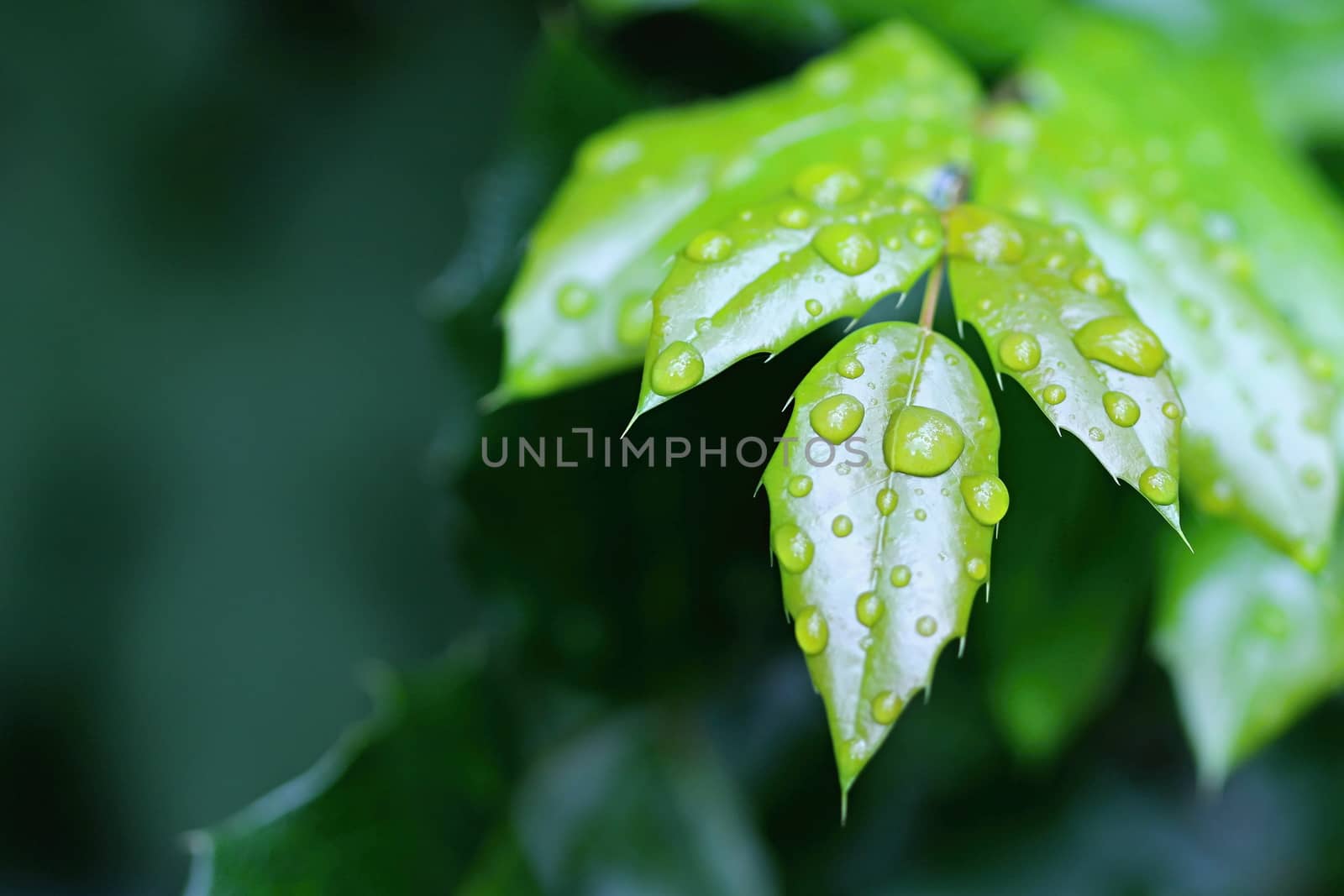 Photo shows details of water drops and green leafs in the garden.