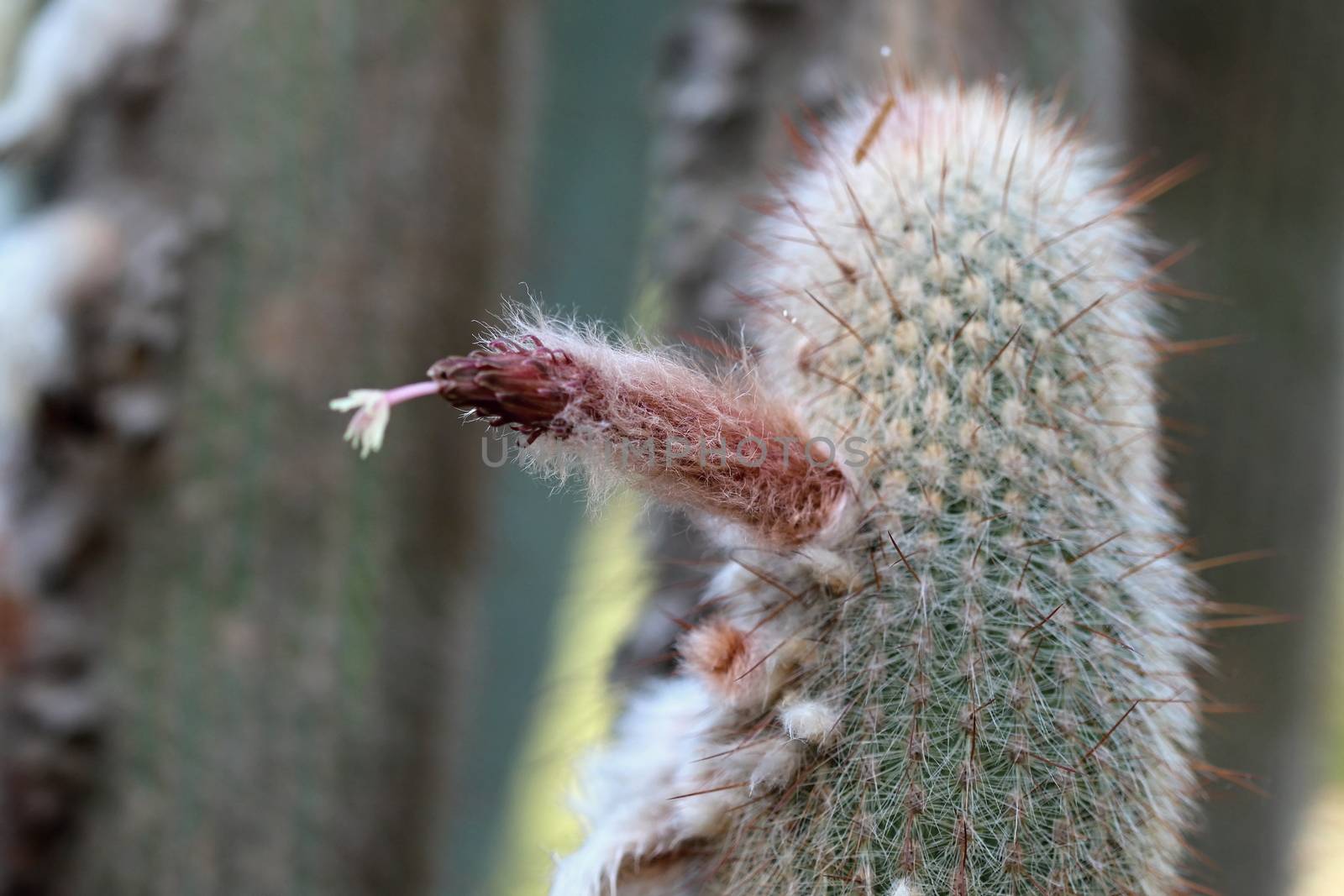 Photo of Beautiful Cactus in the Garden made in the late Summer time in Spain, 2013