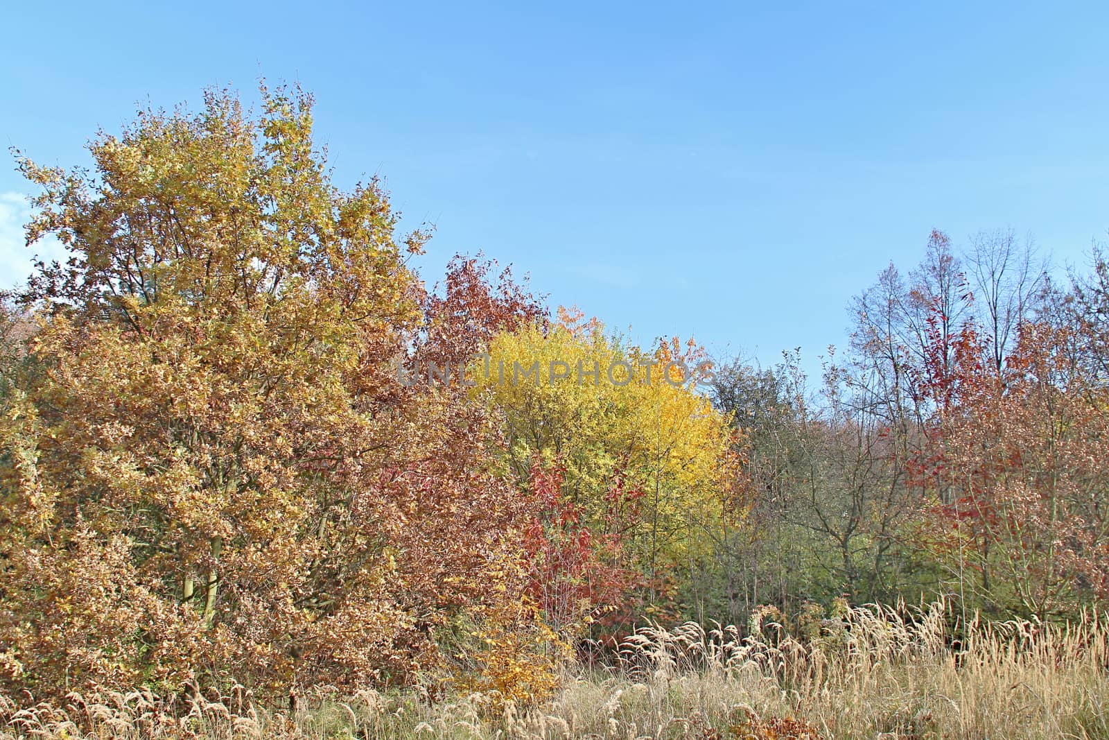 Autumn Colourful Leafs by Dermot68