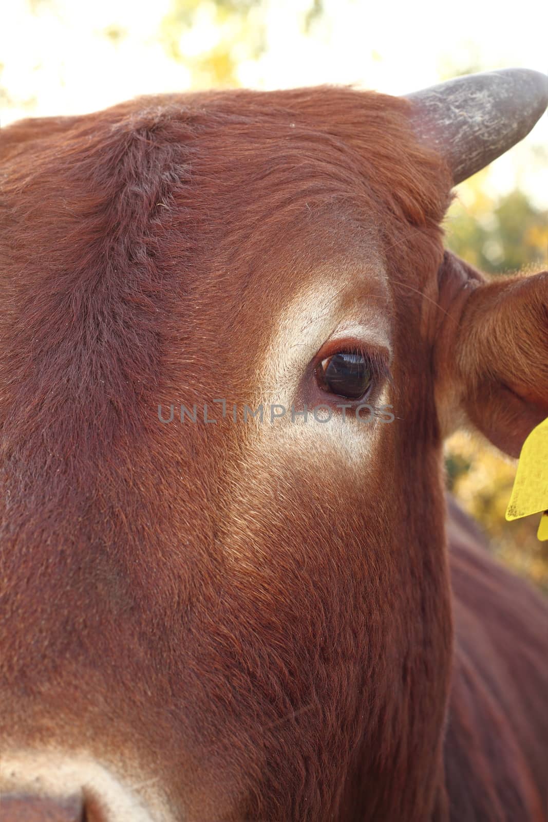 closeup of brown zebu eye, animal portrait taken at the farm