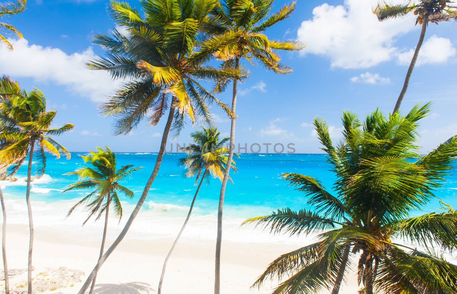 Bottom Bay is one of the most beautiful beaches on the Caribbean island of Barbados. It is a tropical paradise with palms hanging over turquoise sea