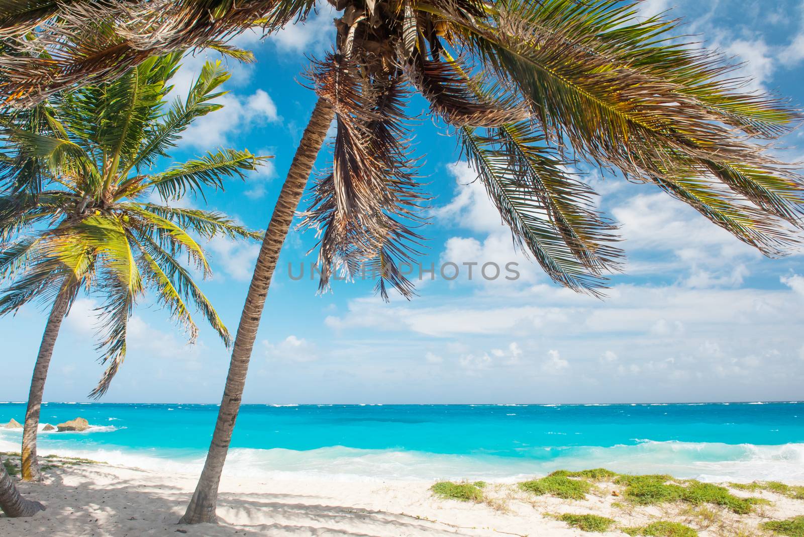 Palms on the white beach and a turquoise sea on a Caribbean island of Barbados