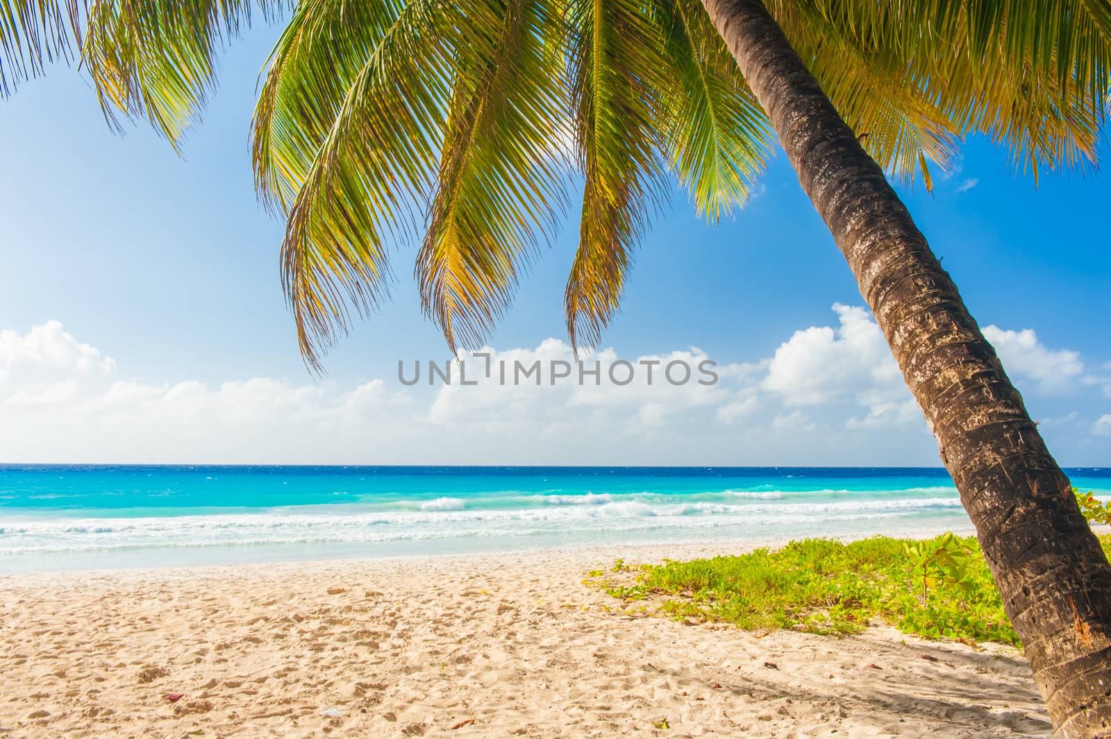 Palms on the white beach and a turquoise sea on a Caribbean island of Barbados