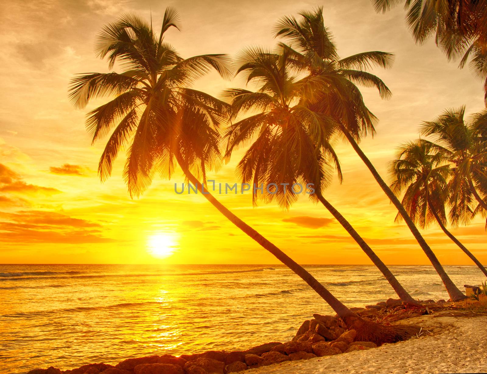 Beautiful sunset over the sea with a view at palms on the white beach on a Caribbean island of Barbados