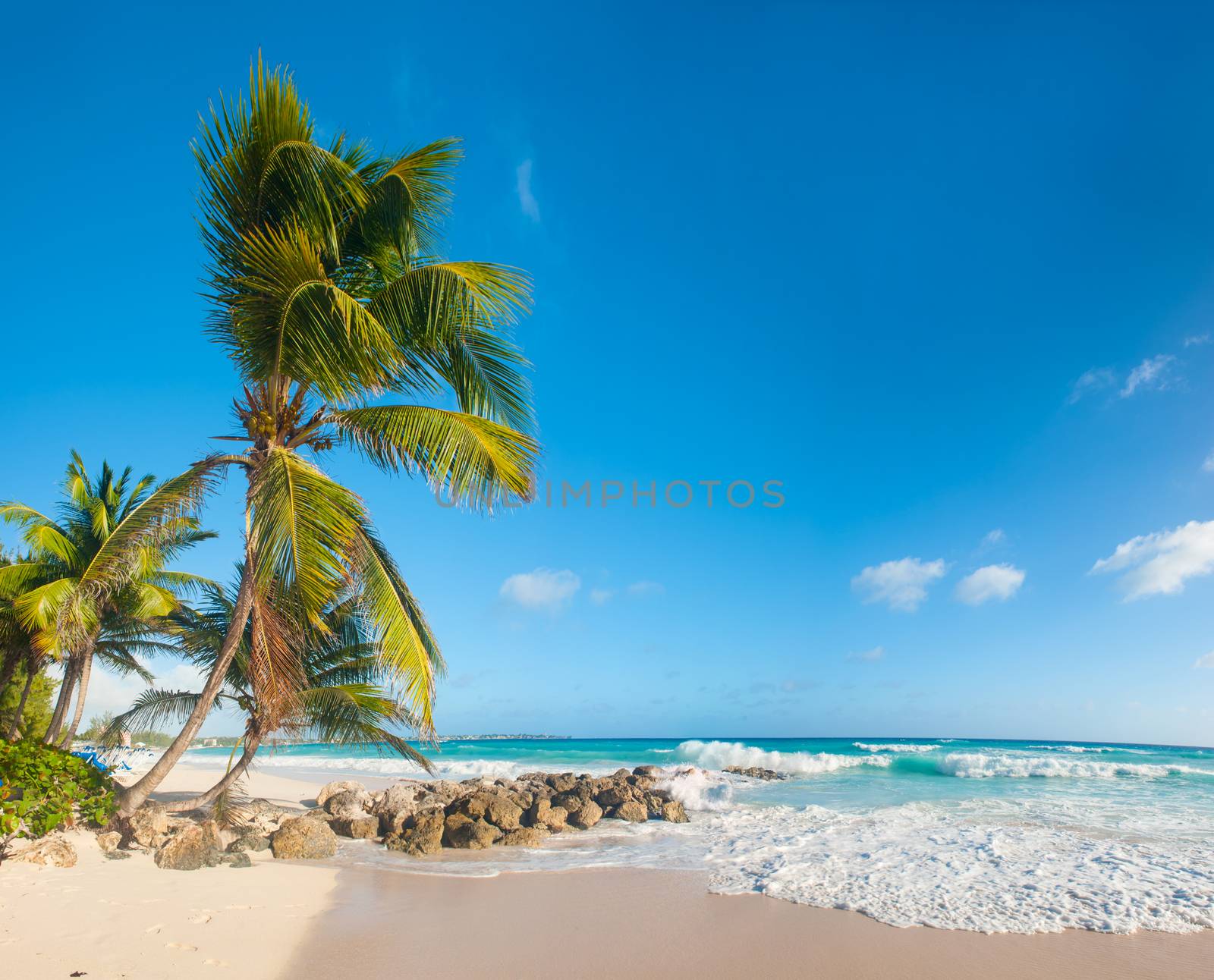 Palms on the white beach and a turquoise sea on a Caribbean island of Barbados. Panorama