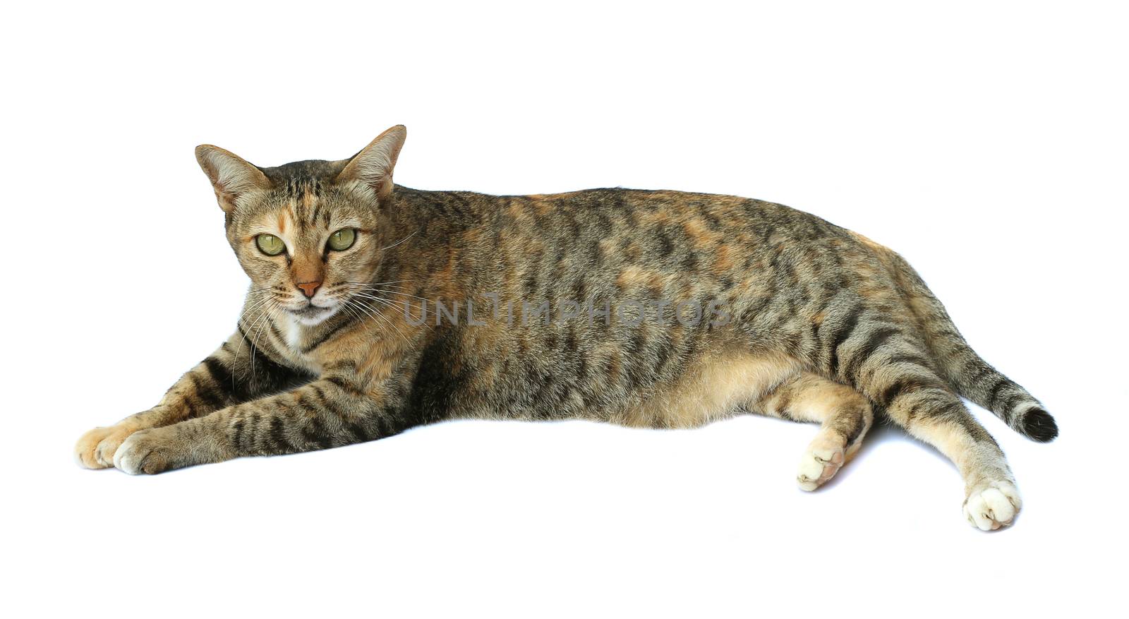 Image of cat isolated on white background. by yod67