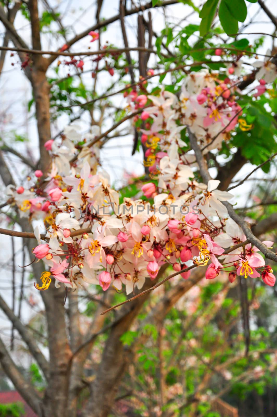 Bakeriana, Pink shower blossom, Cassia javanica, Wishing tree, cassia bakeriana craib or flowering pink sakura of Thailand.