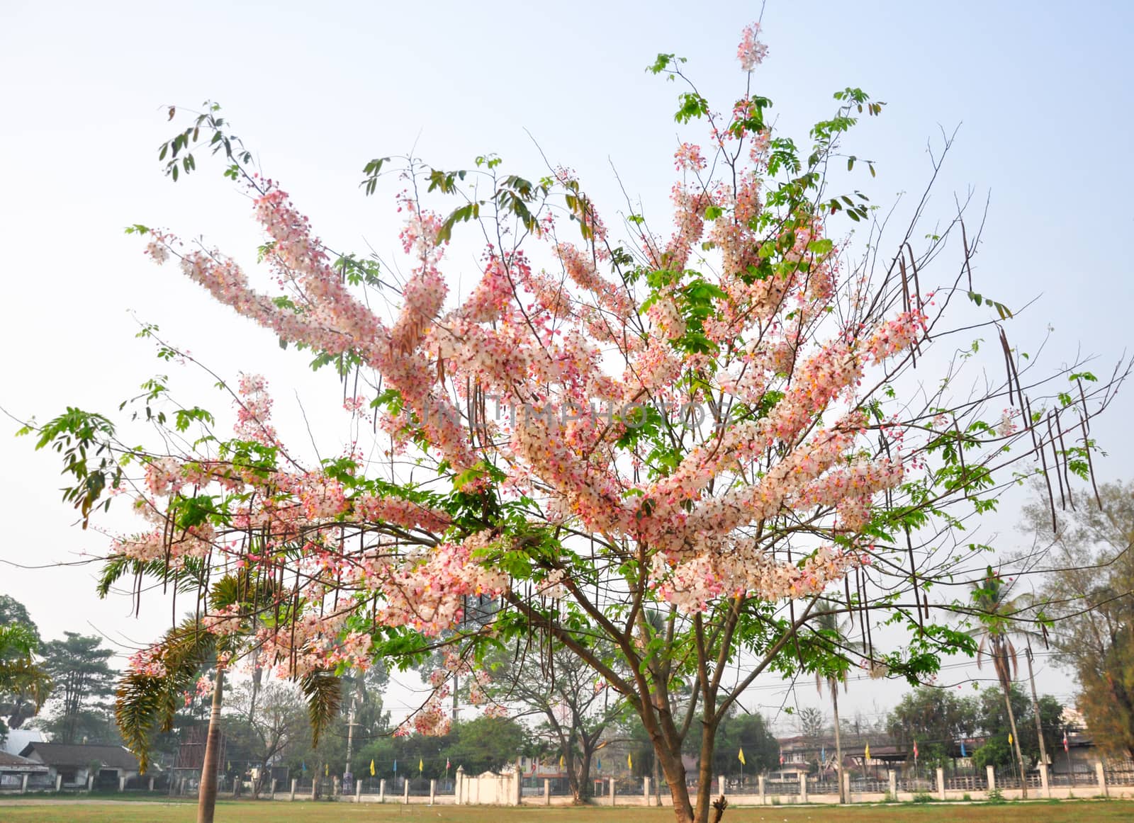 Bakeriana, Pink shower blossom, Cassia javanica, Wishing tree, cassia bakeriana craib or flowering pink sakura of Thailand.