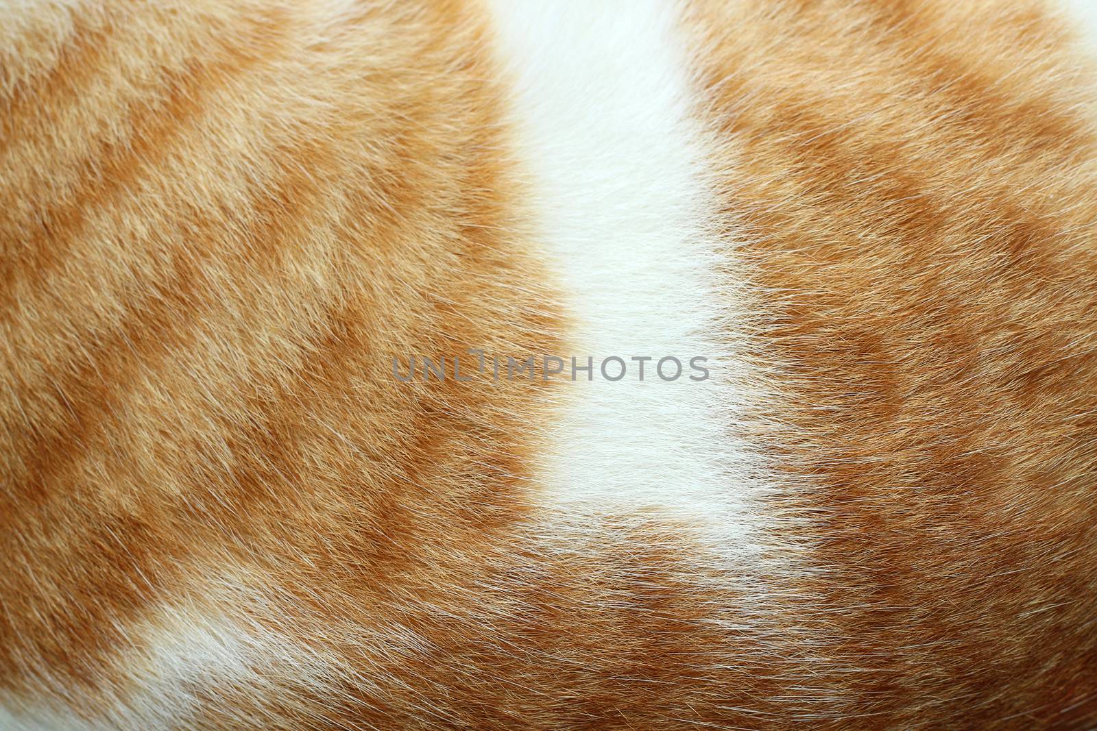 Close-up of cat fur brown fur and white for background or textur by yod67