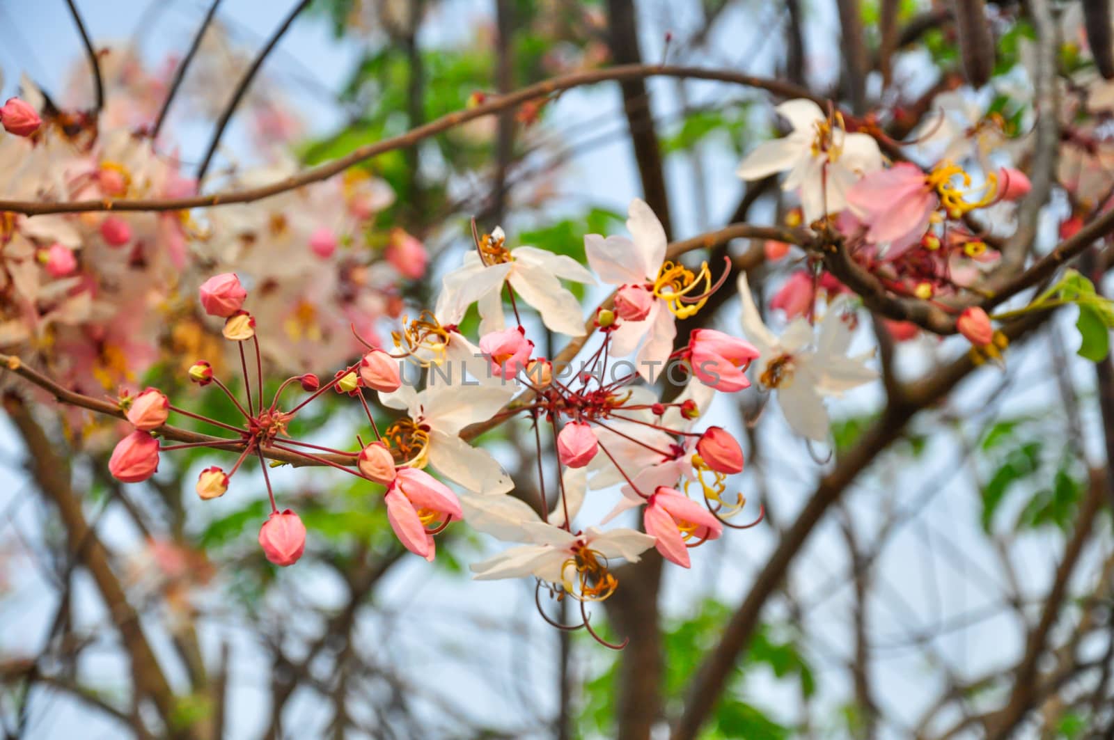 Bakeriana, Pink shower blossom, Cassia javanica, Wishing tree, cassia bakeriana craib or flowering pink sakura of Thailand.