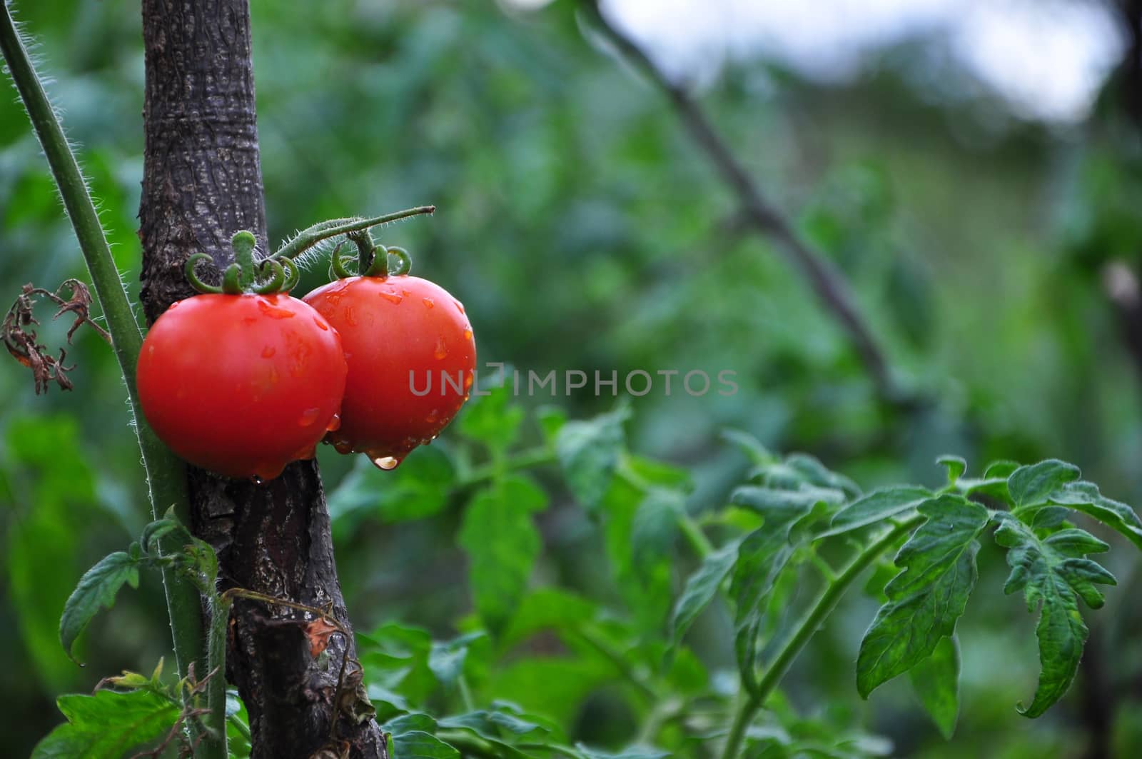 Tomatoes in Garden by gnoktaemre