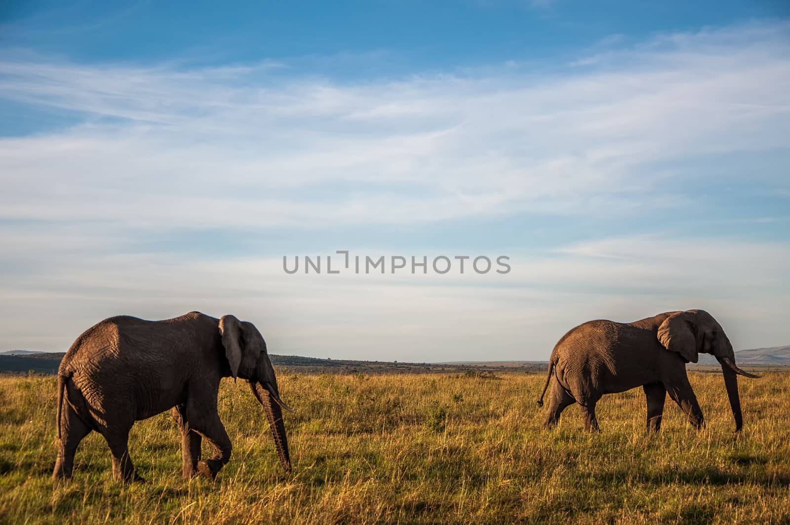 Two Elephants Walking in Kenya