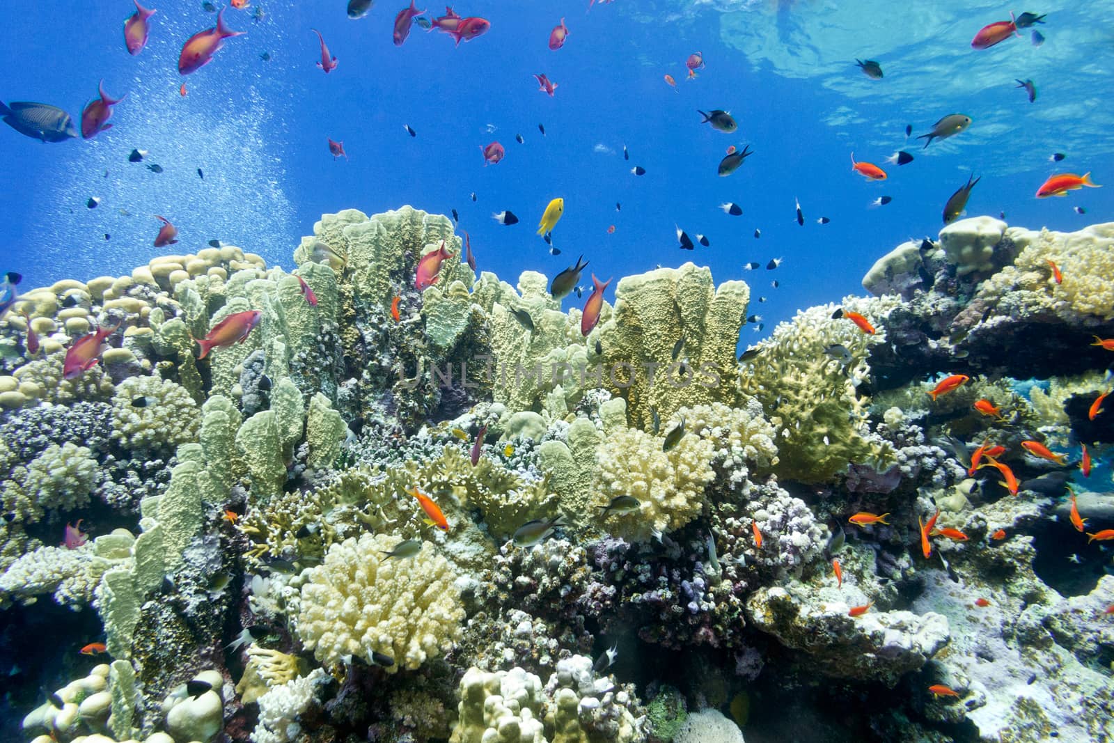 colorful coral reef with fire corals and fishes anthias at the bottom of tropical sea on blue water background