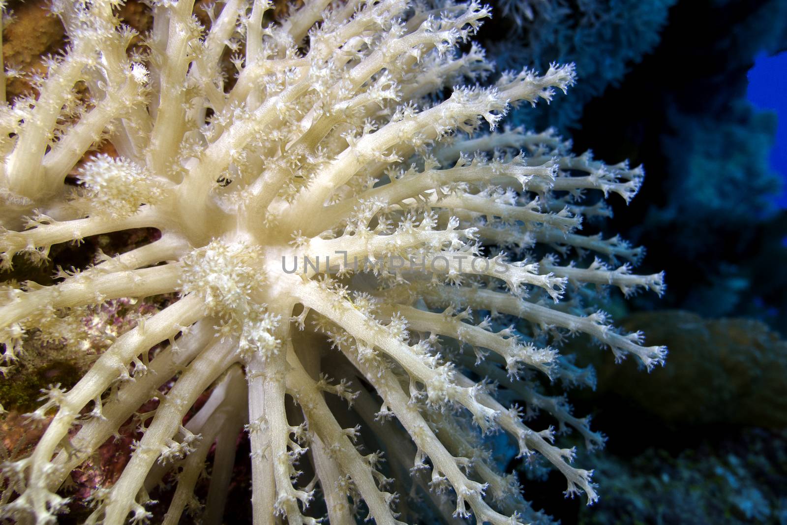coral reef with beautiful white soft coral on the bottom of tropical sea by mychadre77