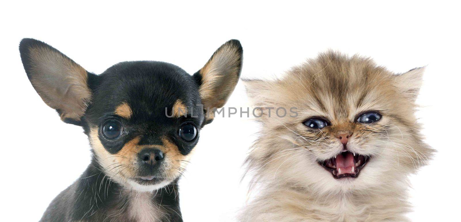 portrait of a cute purebred  puppy chihuahua and persian kitten in front of white background