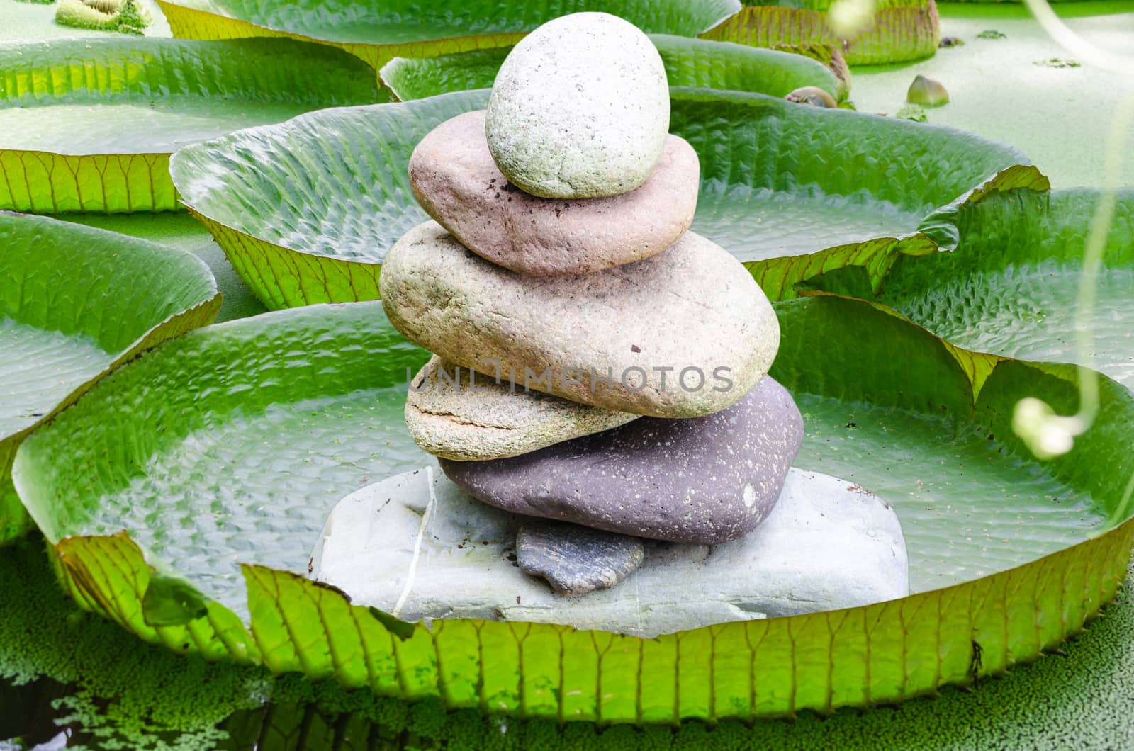 With the largest leaves in the world, the Victoria water lily or even the Amazon water lily called. It has a high load capacity, pictured here a small stone tower.