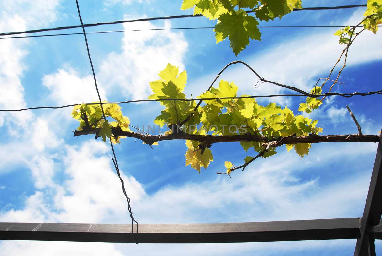 Vine branch over blue sky by simply