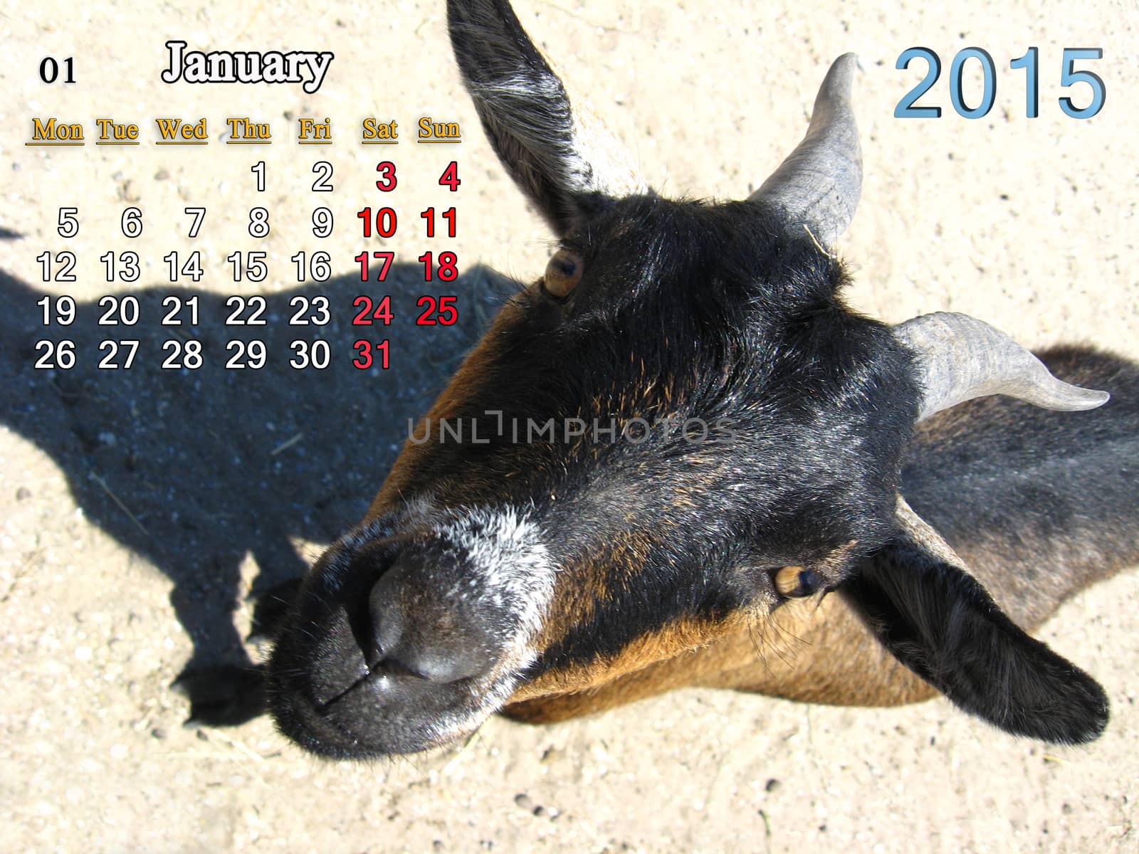 calendar for January of 2015 year with goat by alexmak