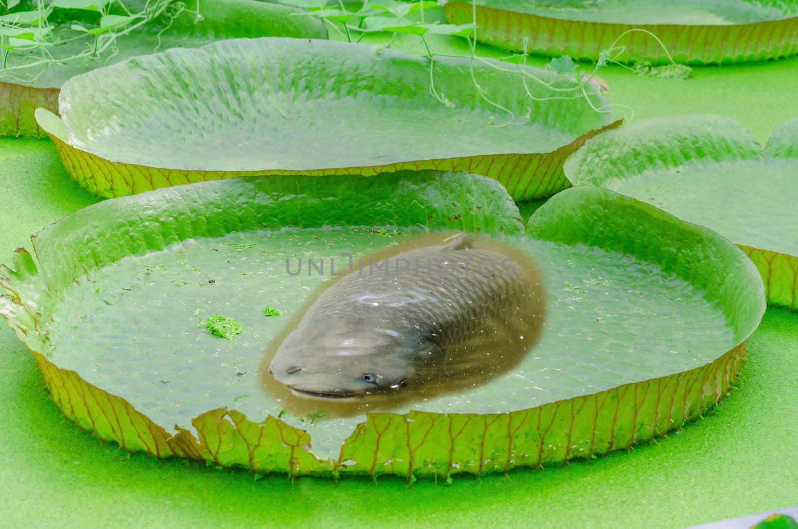 Victoria, Amazonas, water lily, leaves, fish by JFsPic