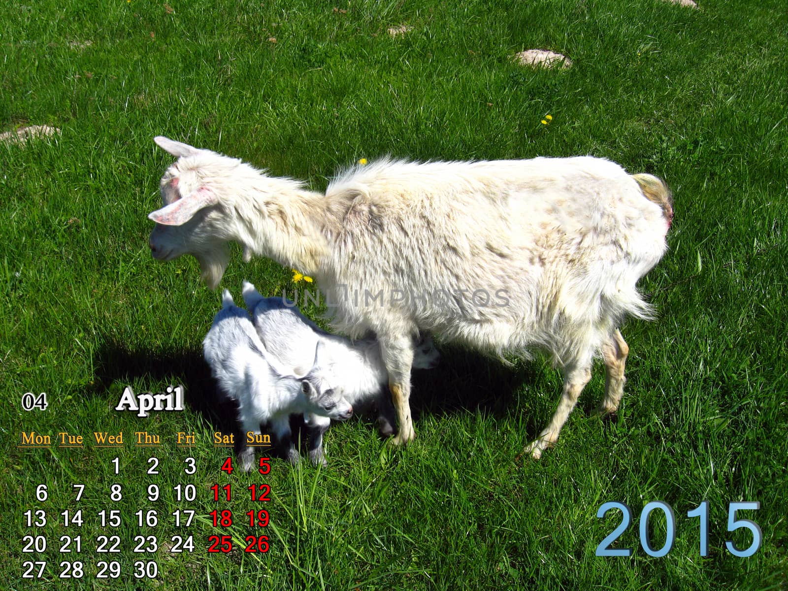 beautiful calendar for April of 2015 year with goat and kids