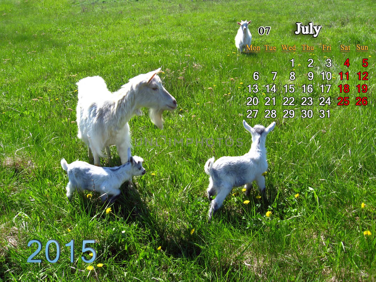 beautiful calendar for July of 2015 year with goat and kids