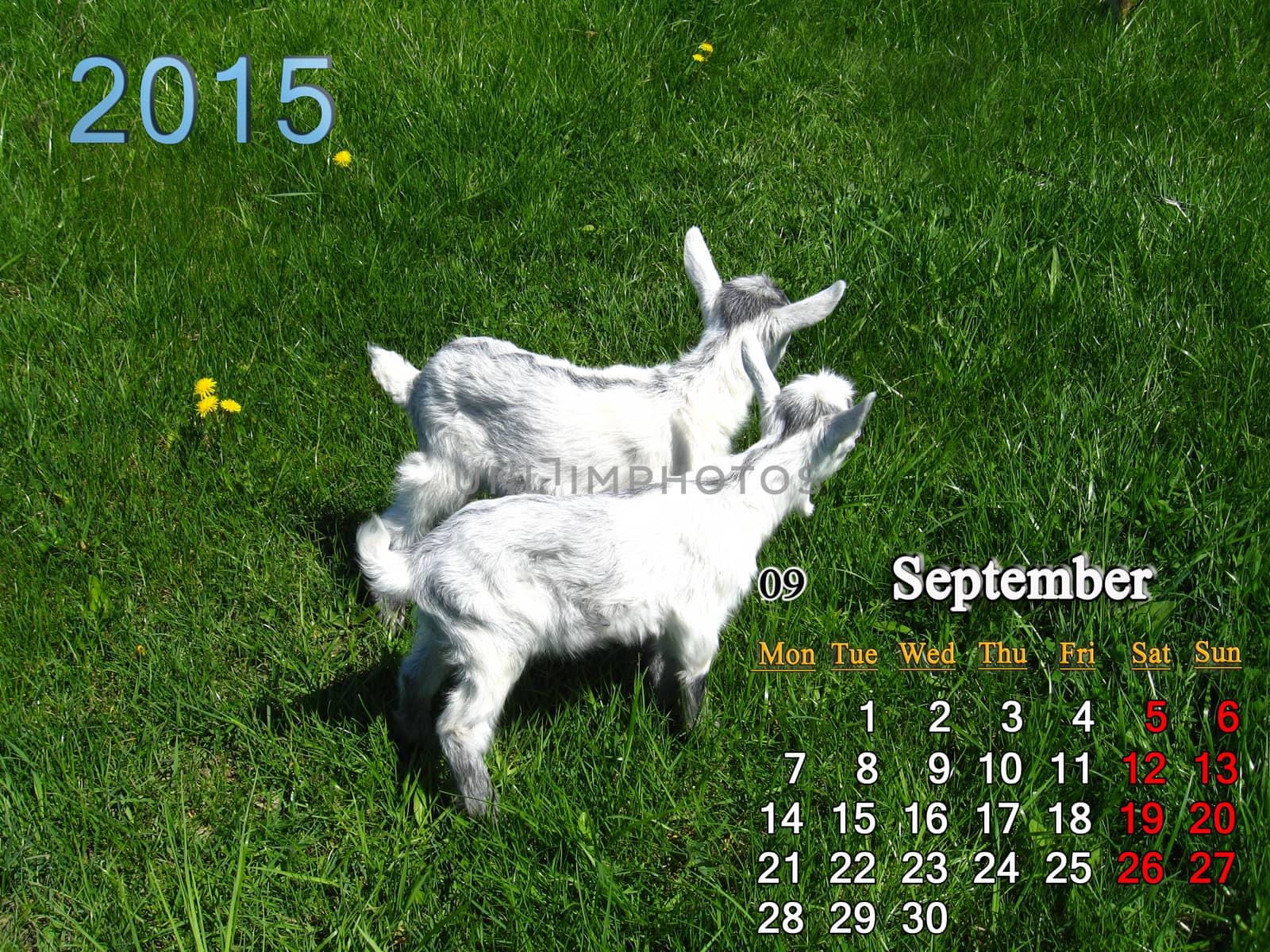 calendar for September of 2015 year with little goats by alexmak