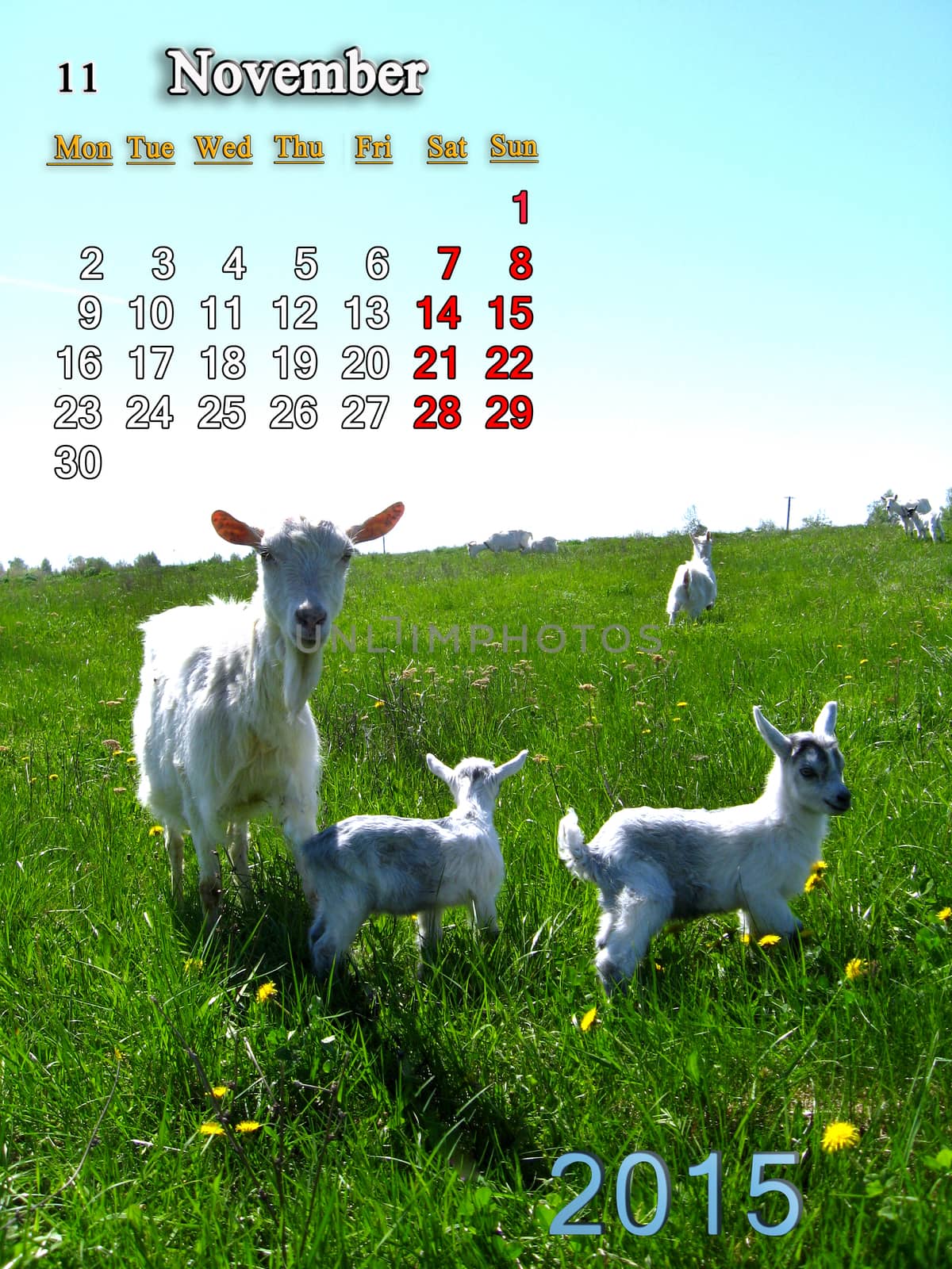 beautiful calendar for November of 2015 year with goat and kids