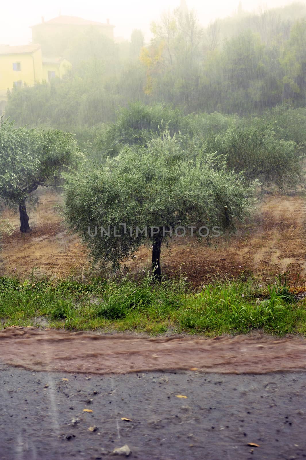 Rain on an olive grove by gillespaire