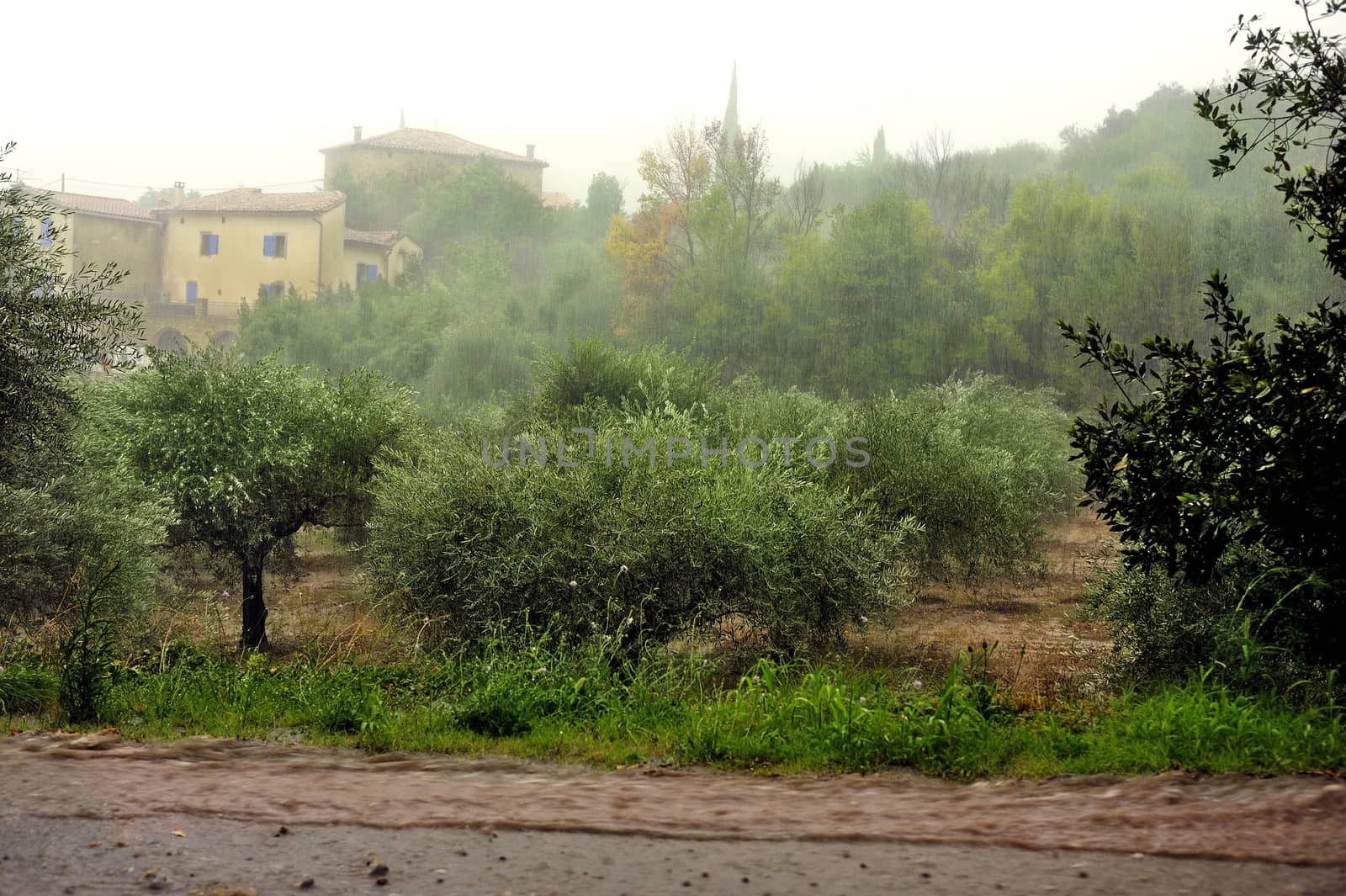 Rain on an olive grove by gillespaire