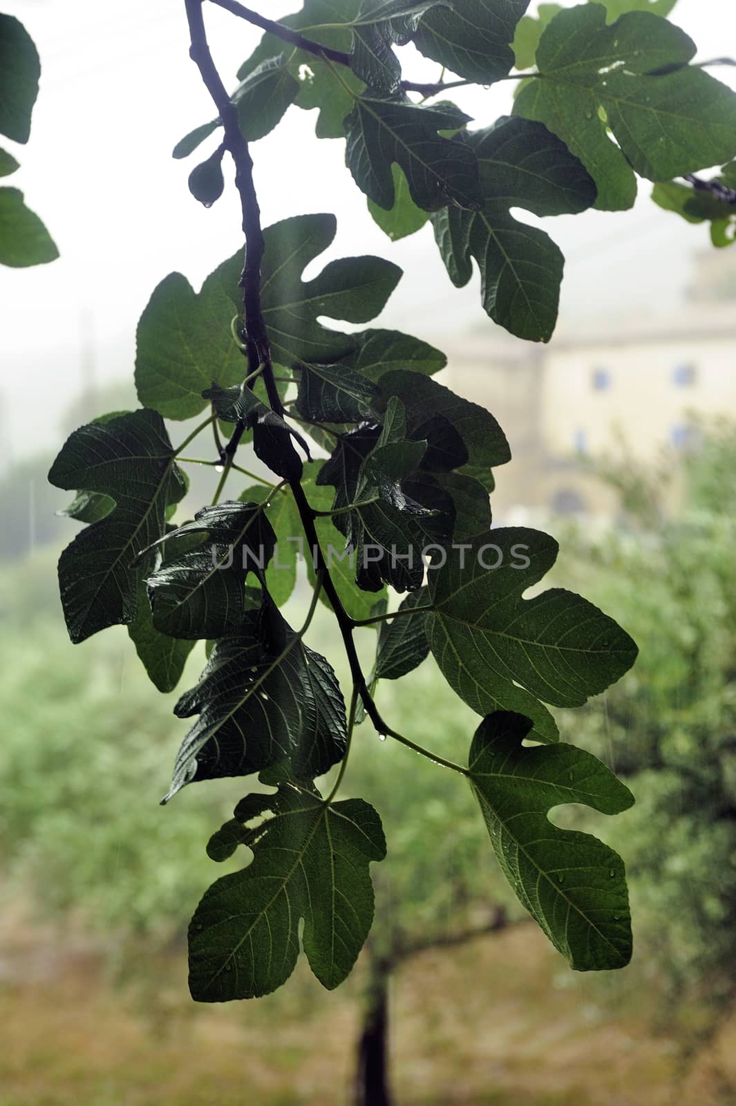 Rain on the branch of a fig tree in the countryside
