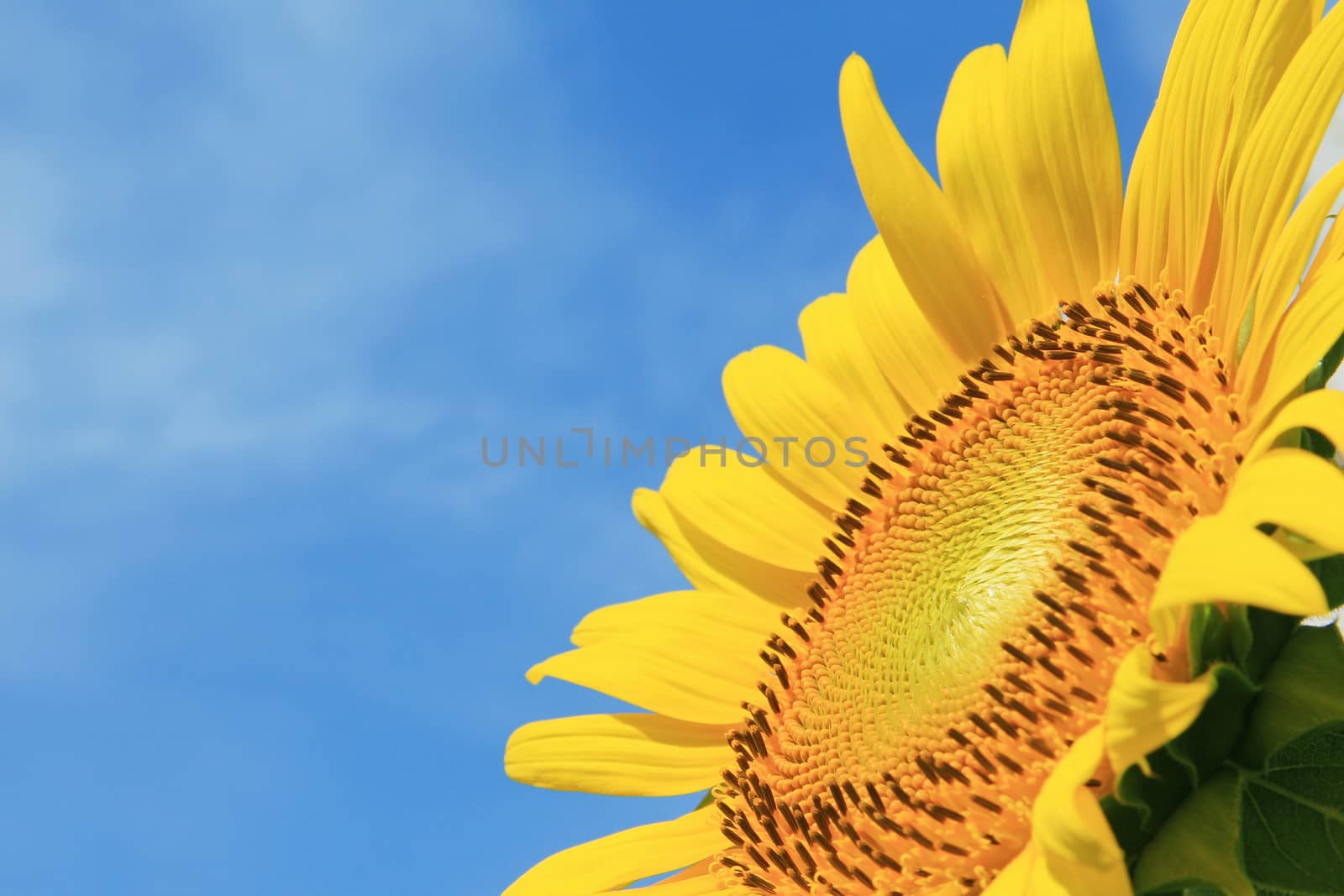 Closeup of Sunflower