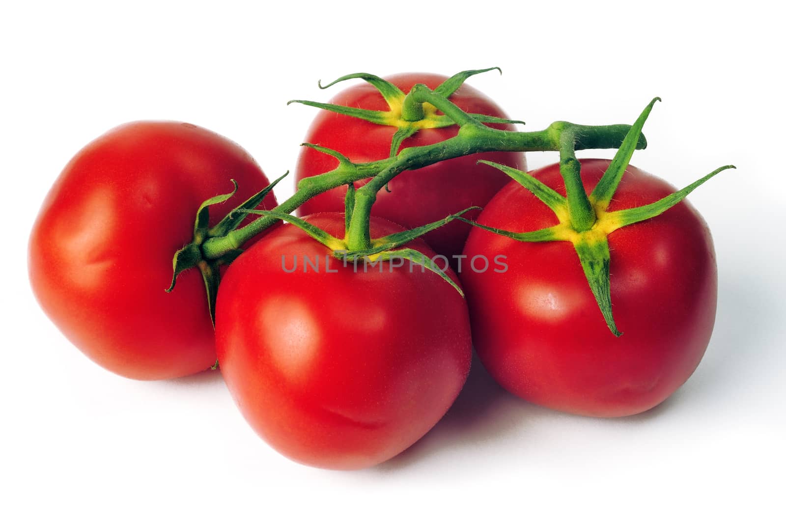 isolated on white background in studio tomato by gillespaire