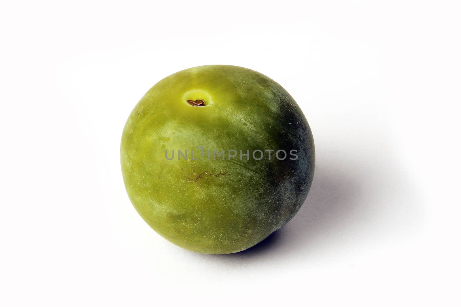 isolated on white background in studio Reine Claude plum green