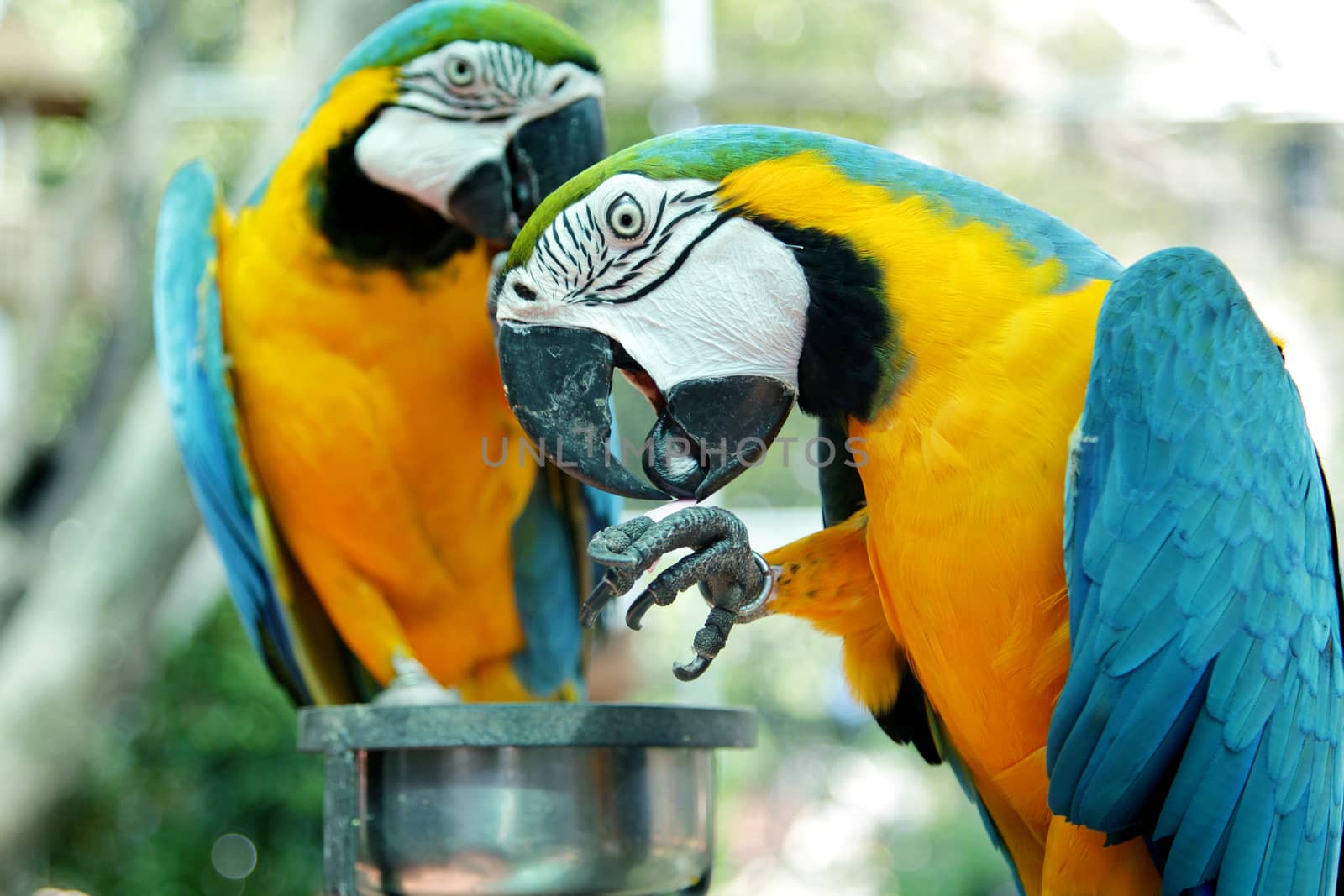 Colourful parrot birds by foto76